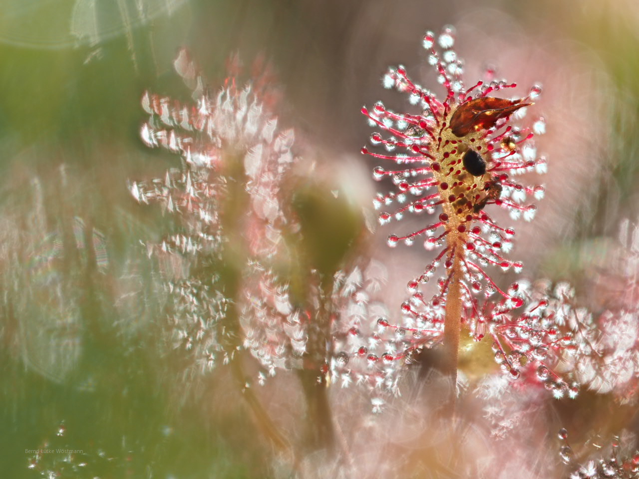 Mittlerer Sonnentau (drosera intermedia)