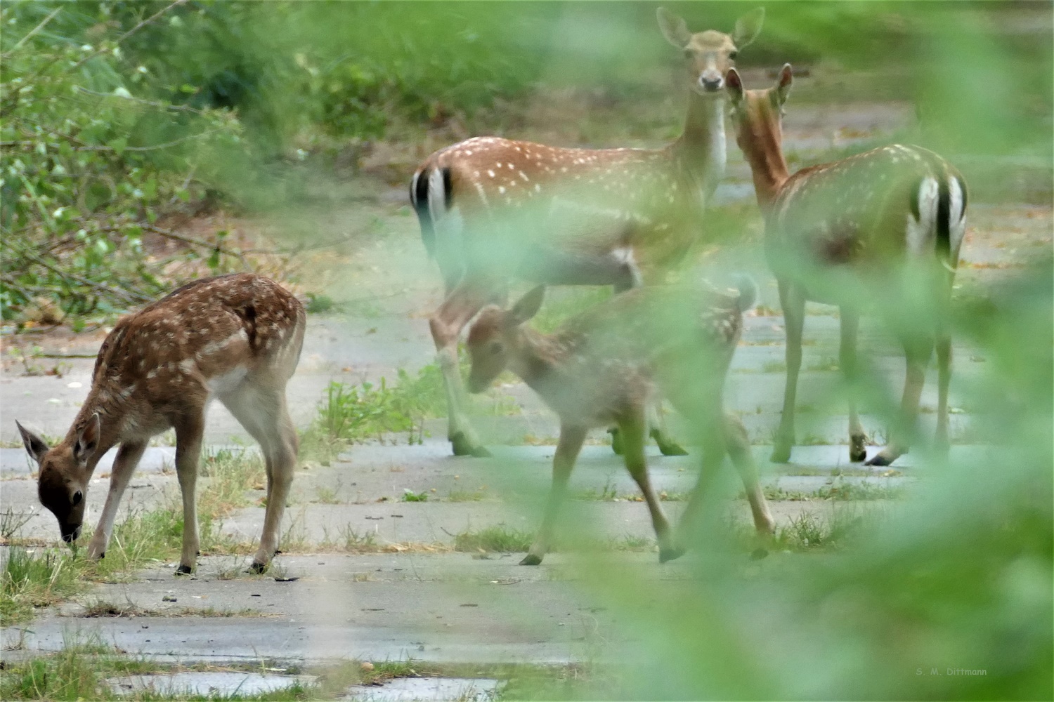 Damwild auf der Panzerstraße