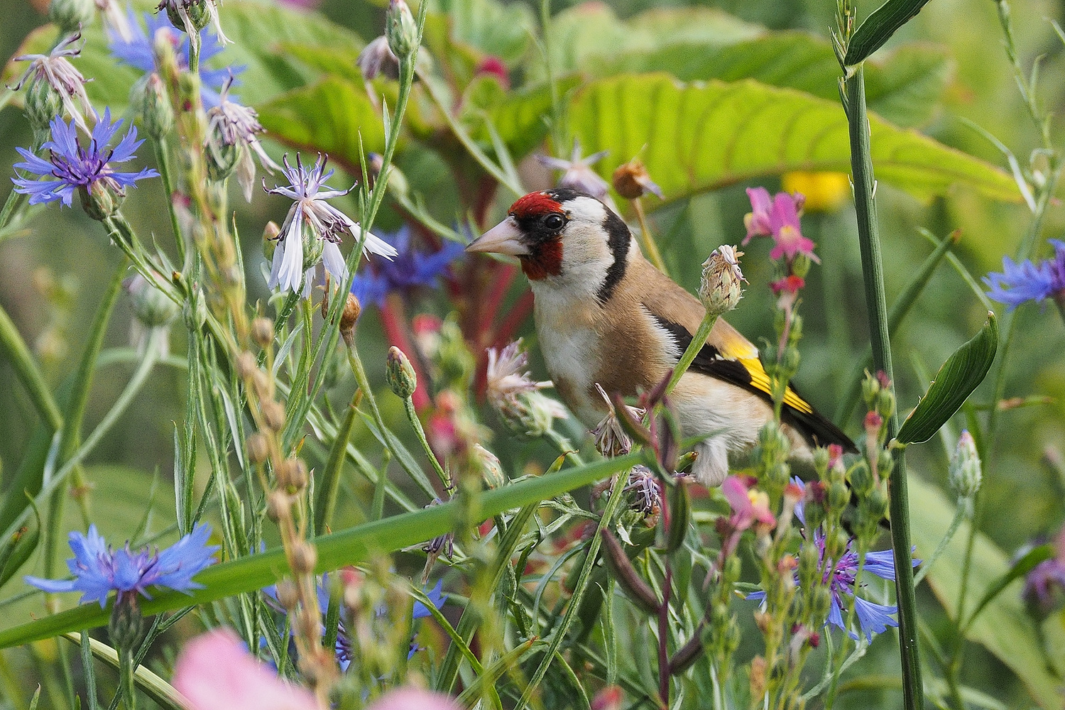 Wimmelbild mit Distelfink