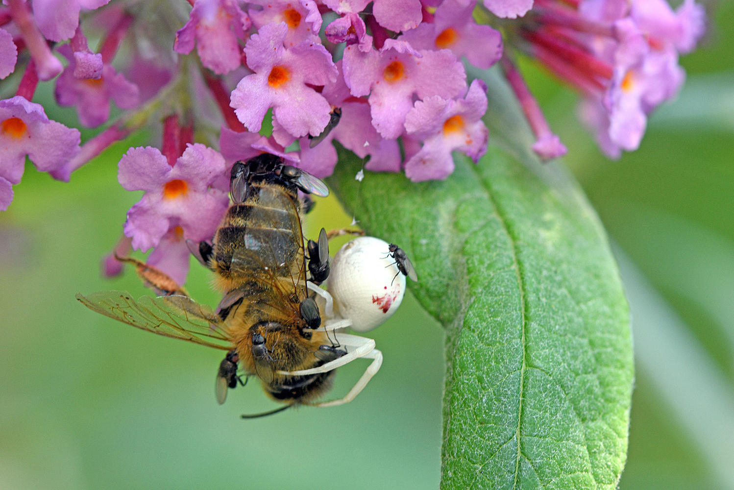 ... der Tod lauert im Sommerflieder ...