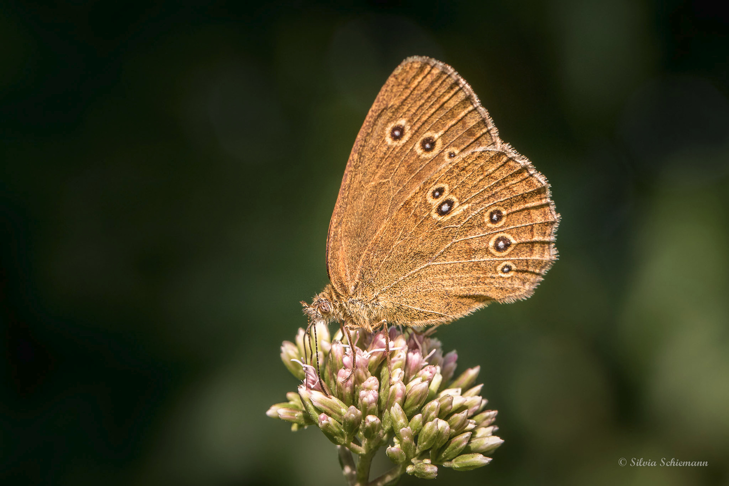 Brauner Waldvogel