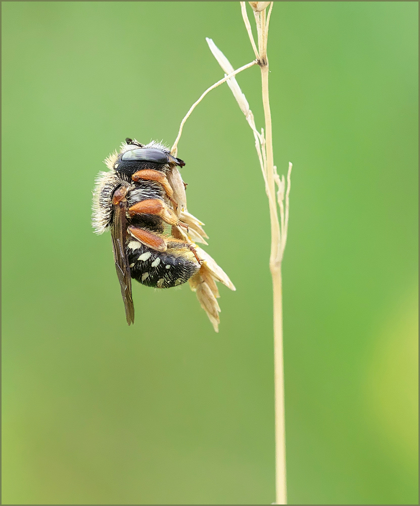 *kleines Bienchen ganz groß*