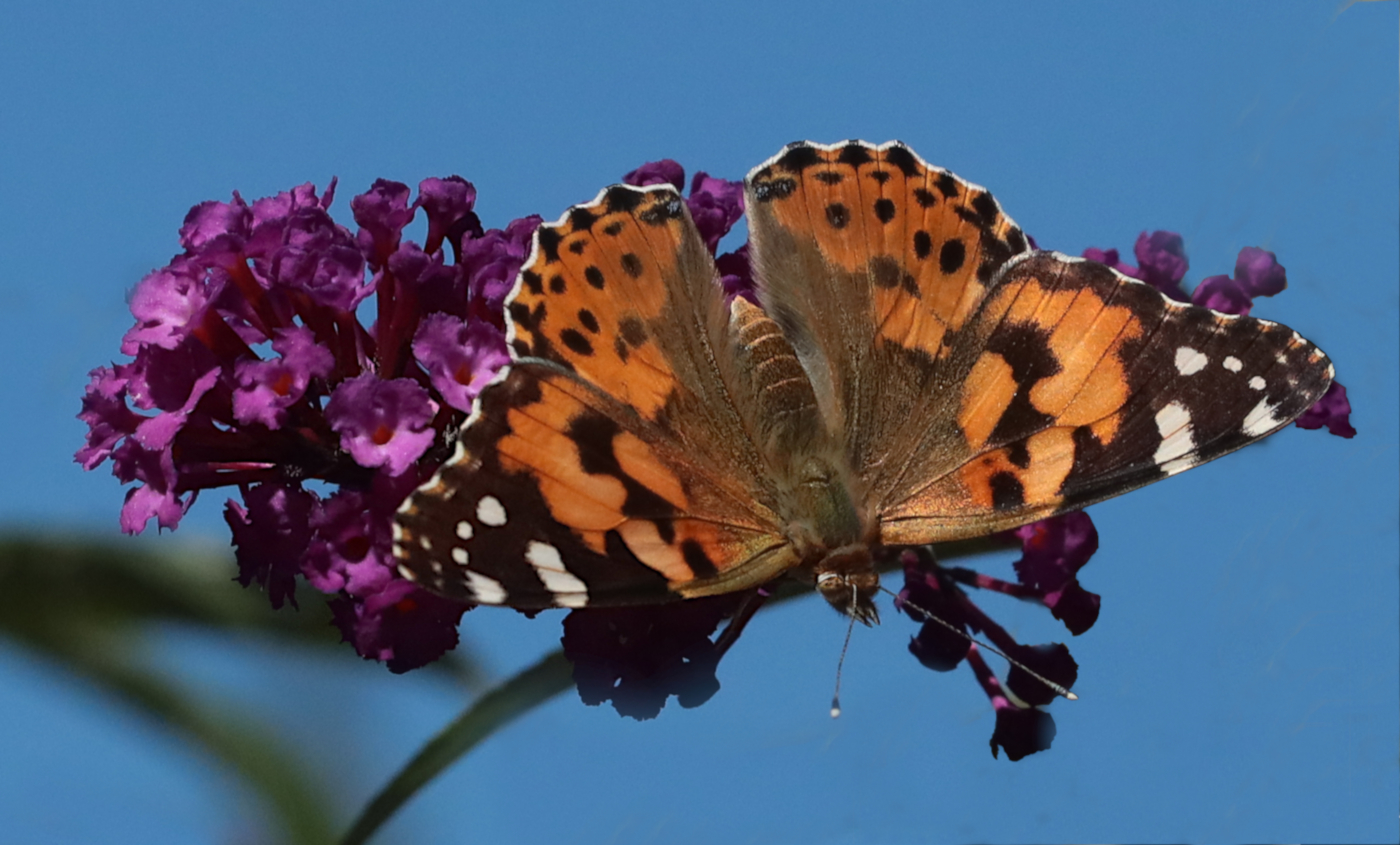 Heute Morgen im Garten