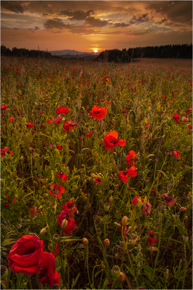 Poppies