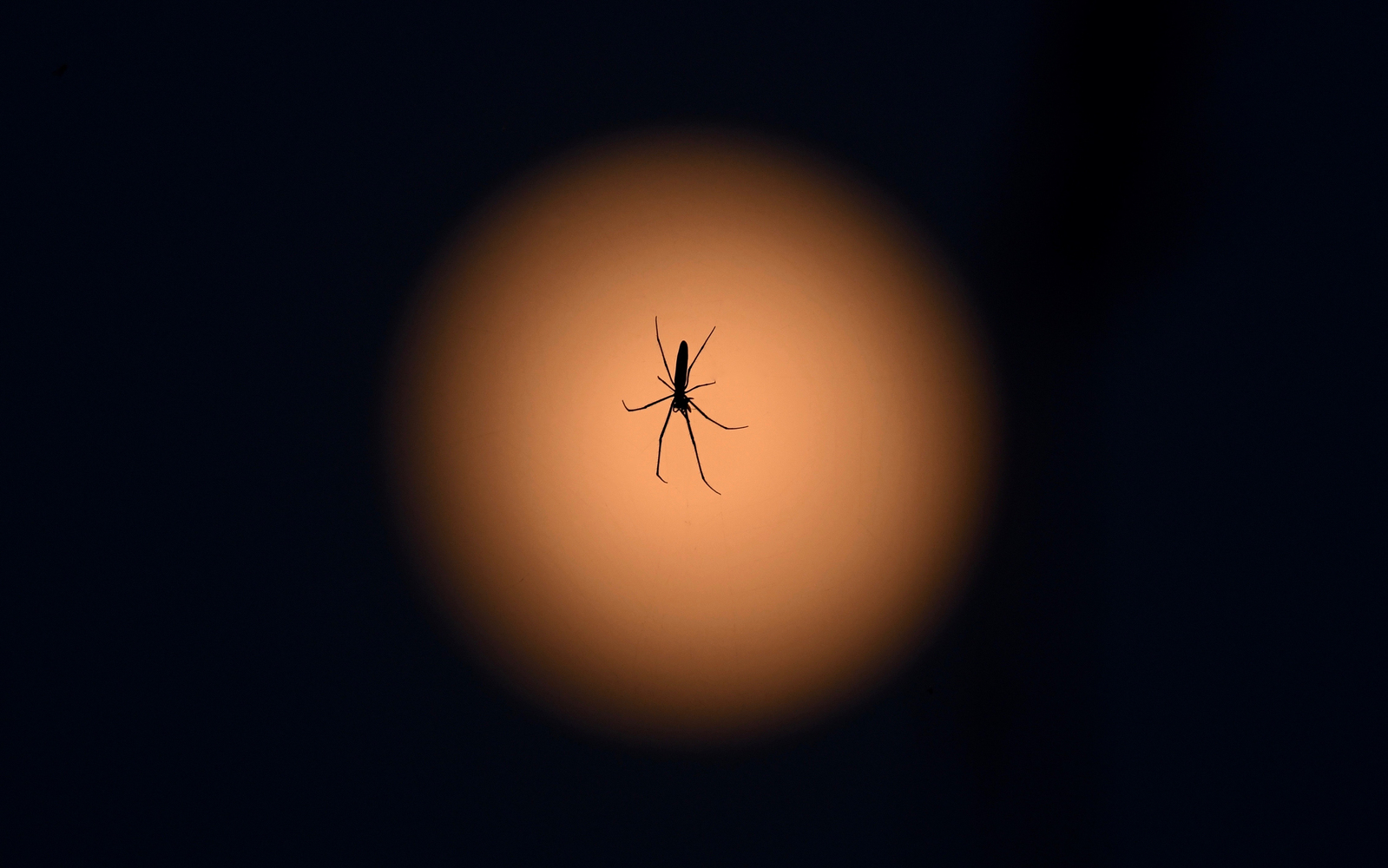 Spinne vor Vollmond