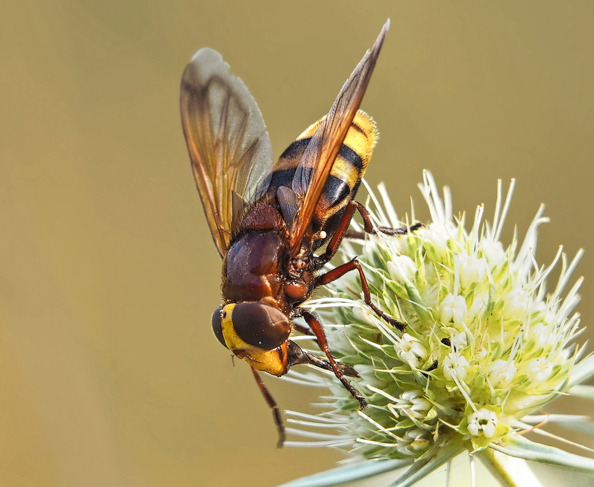 Hornissenschwebfliege