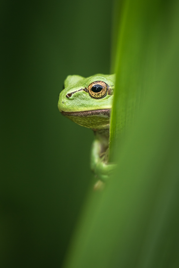 Versteckspiel