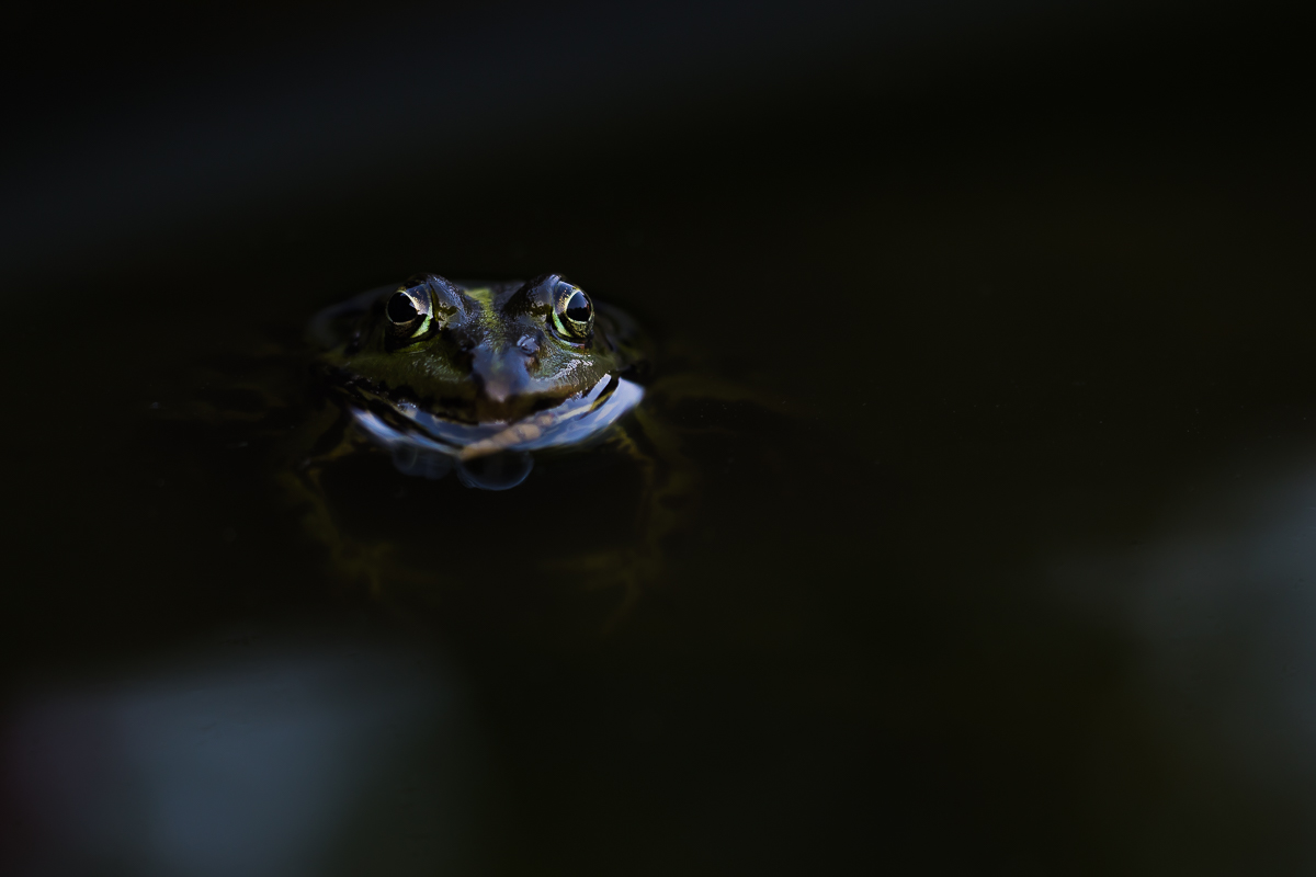 Zwei leuchtende Augen