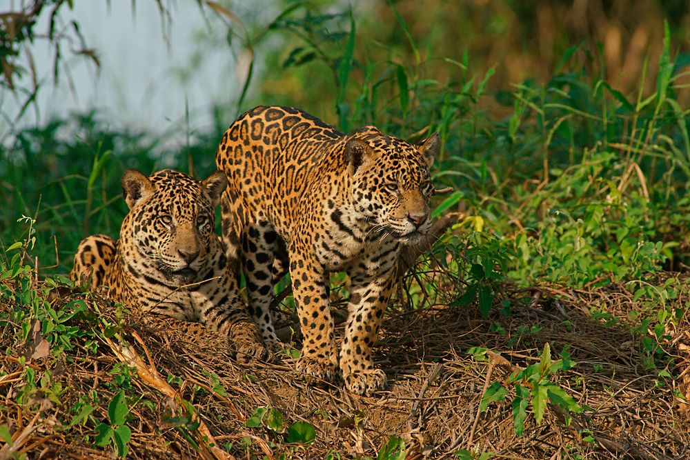 Jaguar Brüder