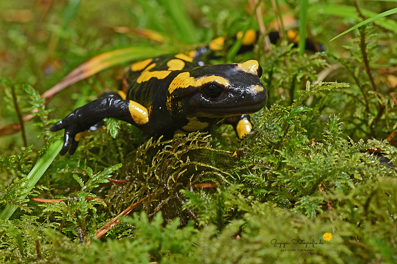 Feuersalamander (salamandra salamandra)