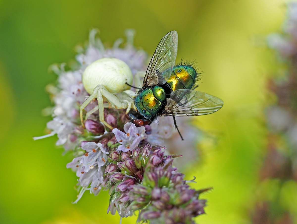 Goldfliege "an Krabbenspinne"...