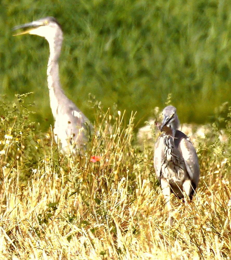 Jagd auf Warmblüter