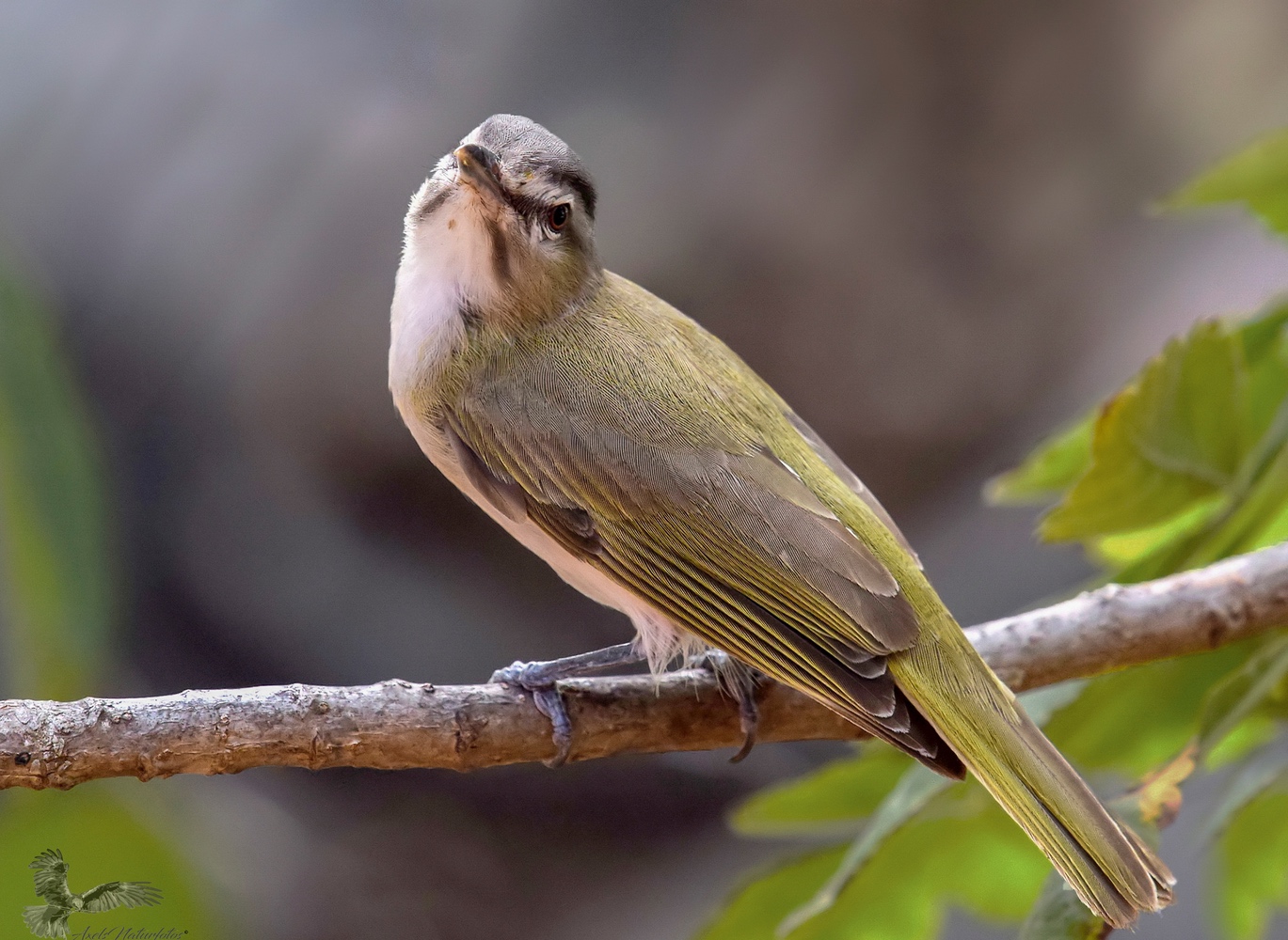 Rotaugenvireo