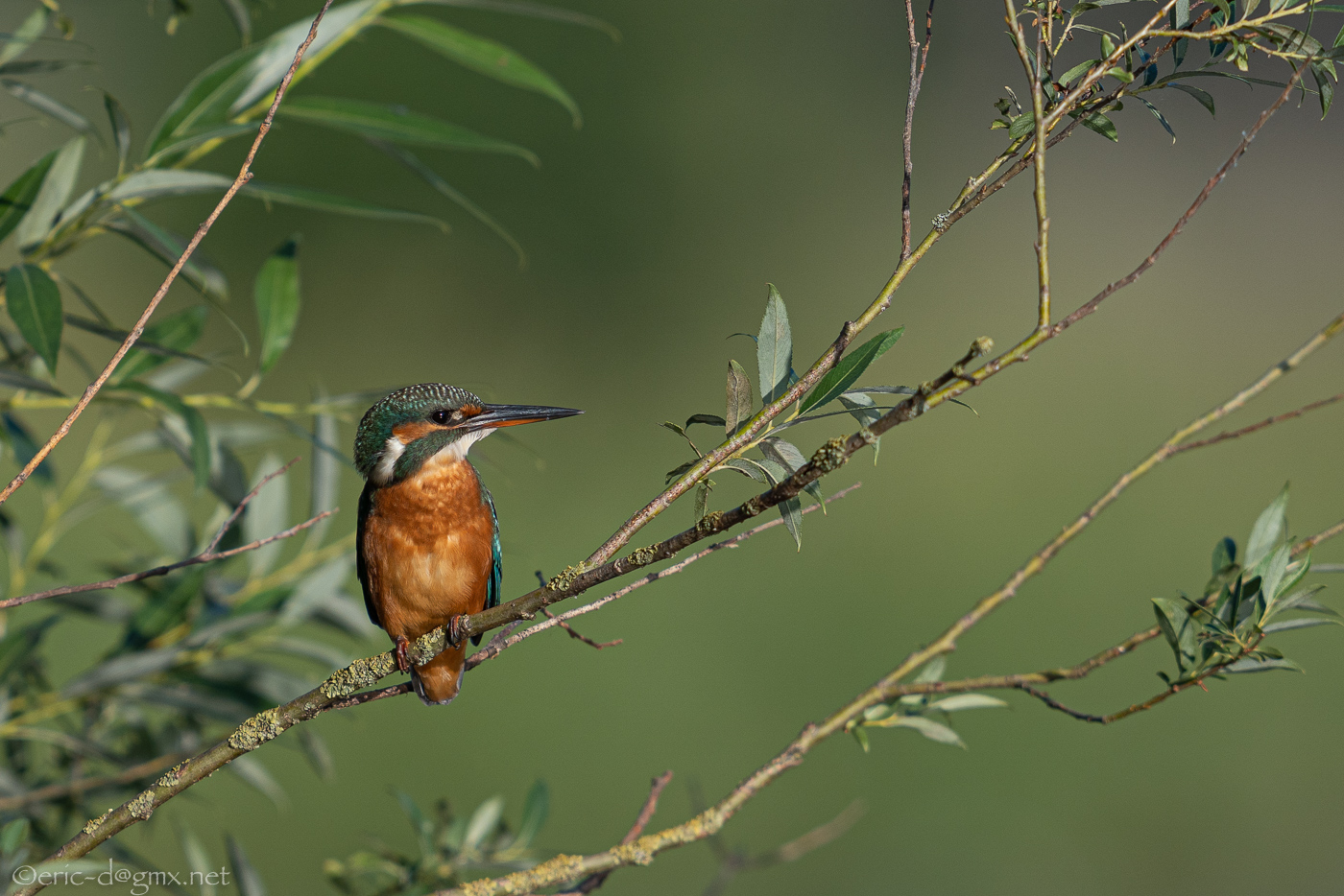 Junge Eisvogel-Dame in Weide