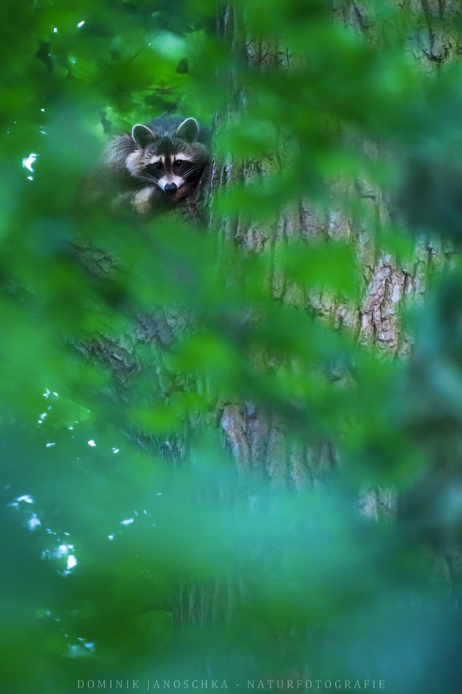 Gemütliches Plätzchen (Forum für Naturfotografen)
