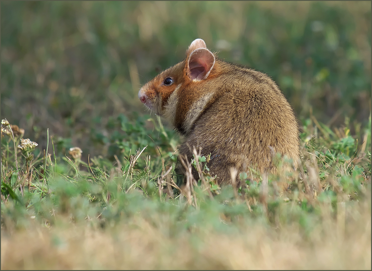 *Hamsterchen*