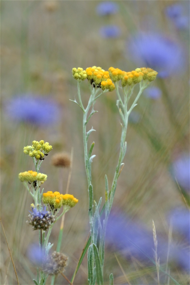 Sand-Strohblume