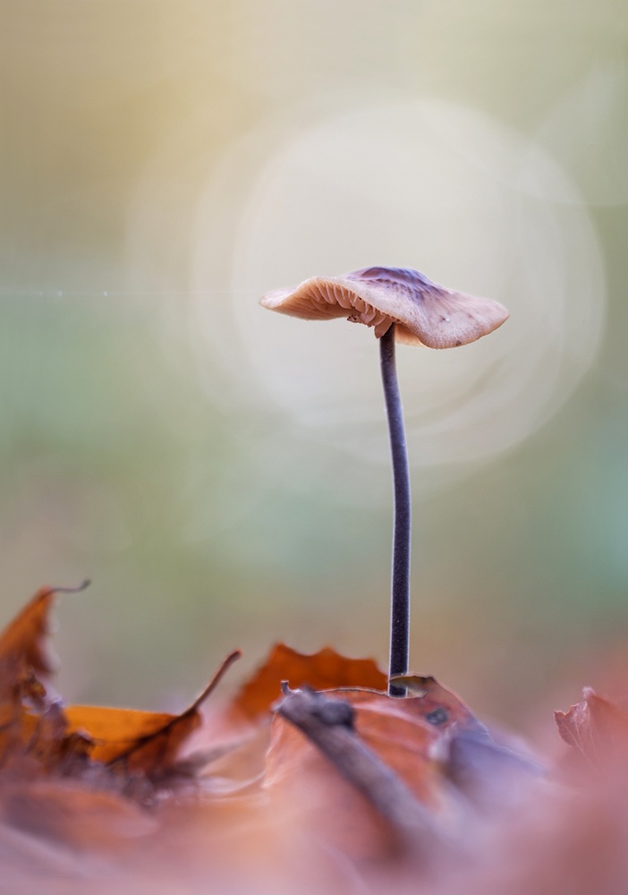 Herbstzeit-Pilzzeit Teil II