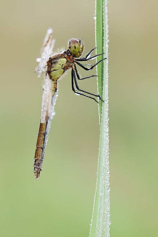 Heidelibelle
