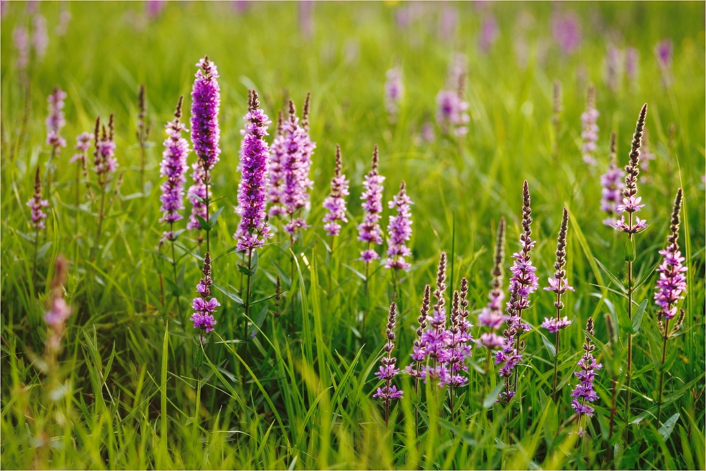 Wiese mit Blutweiderich