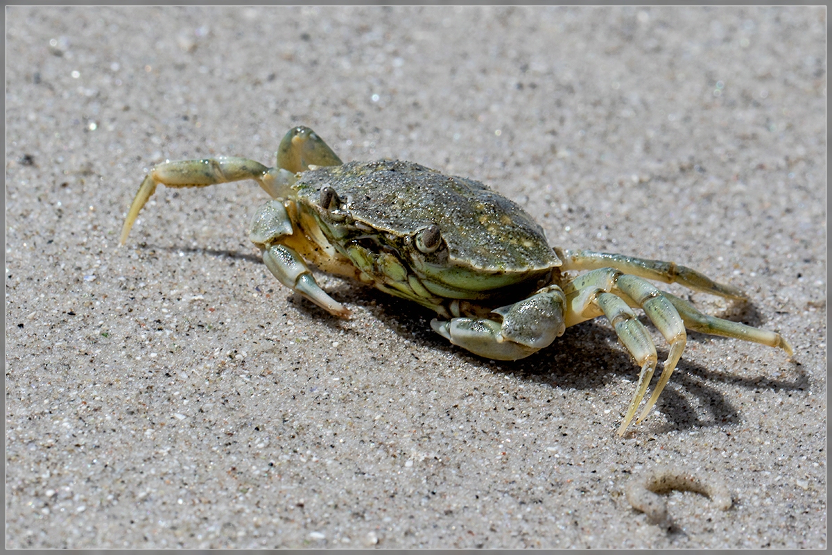 Gemeine Strandgrabbe