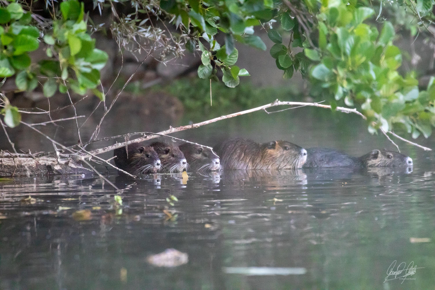 Familie Nutria