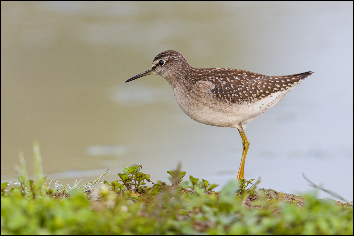 Bruchwasserläufer ...