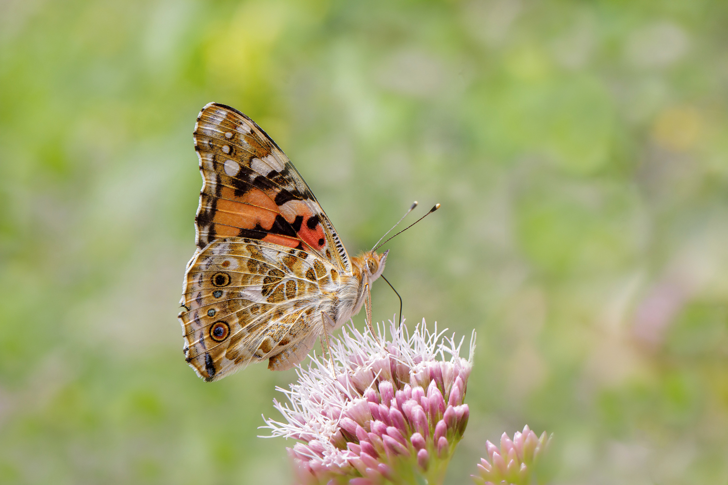 Distelfalter (Forum für Naturfotografen)