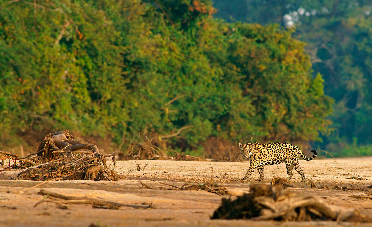 Jaguer