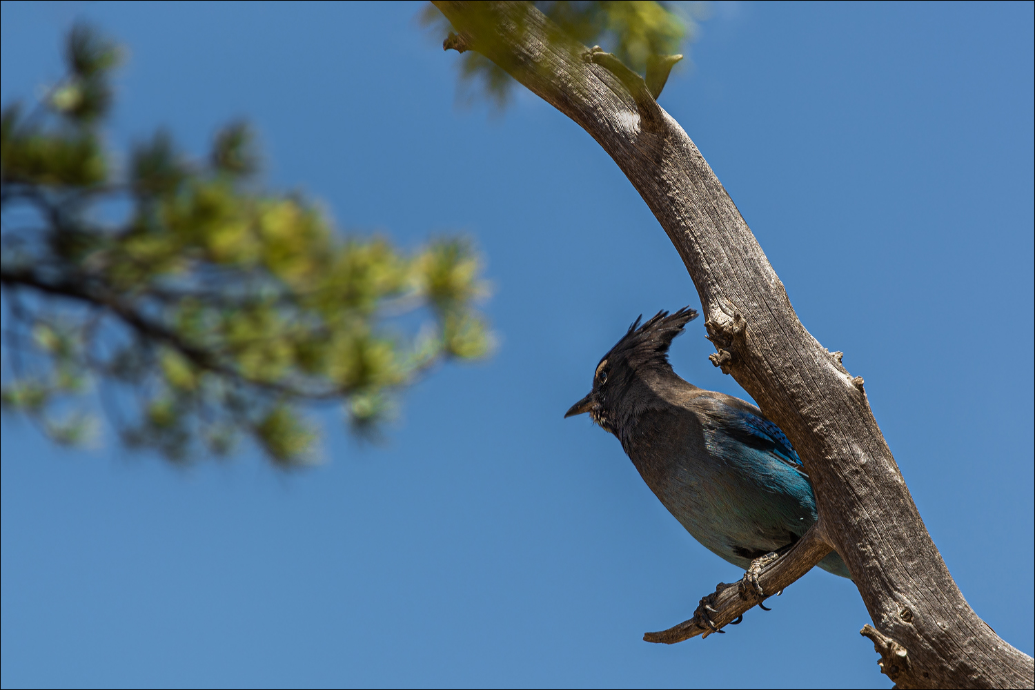 °°° Cyanocitta stelleri °°°