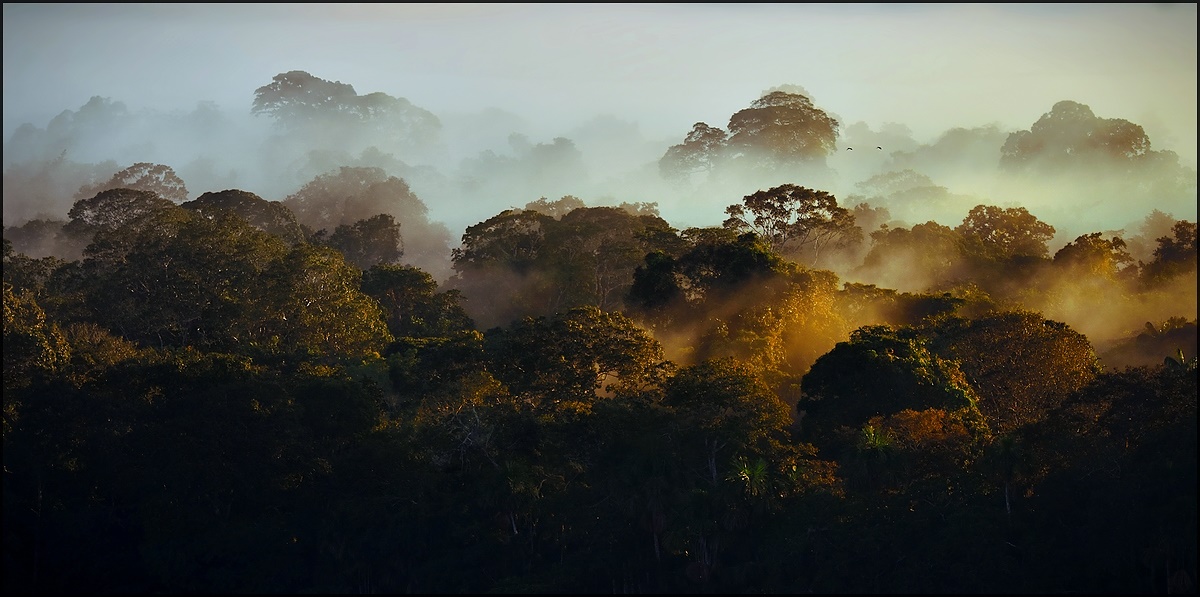 Madidi