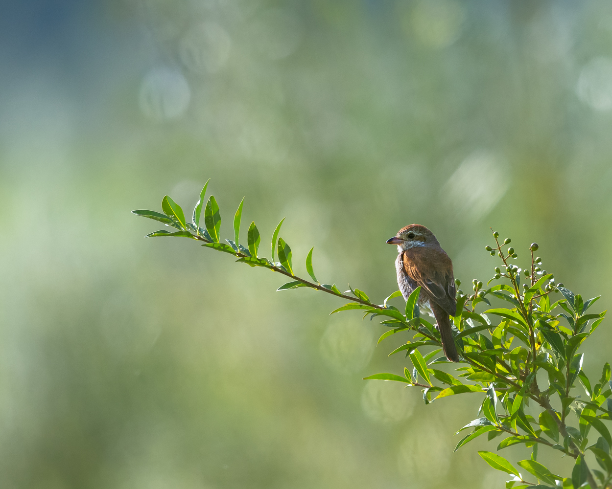 In der Morgensonne