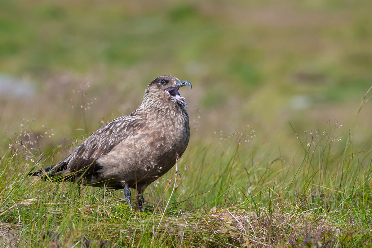 Skua