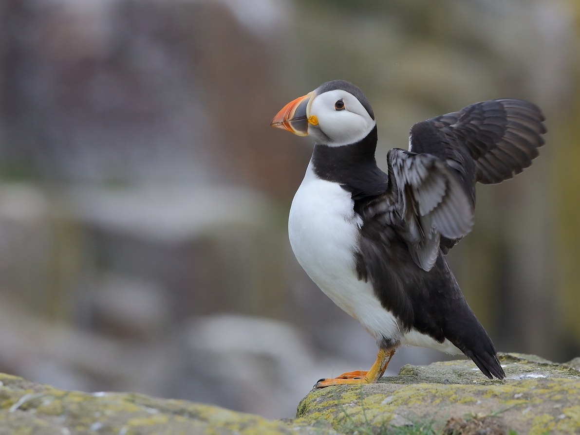 Noch ein kleiner Puffin...