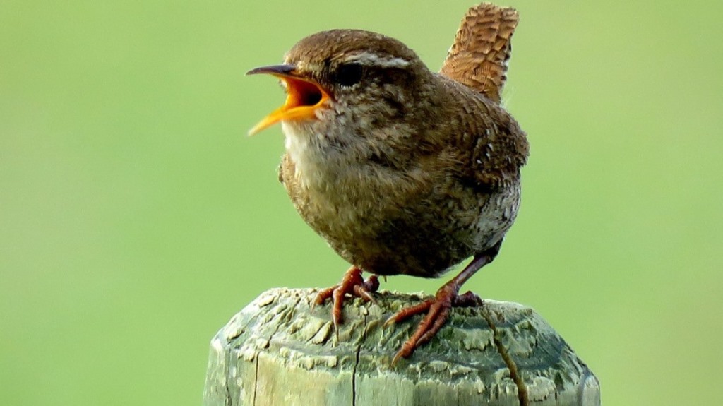 König von Greetsiel