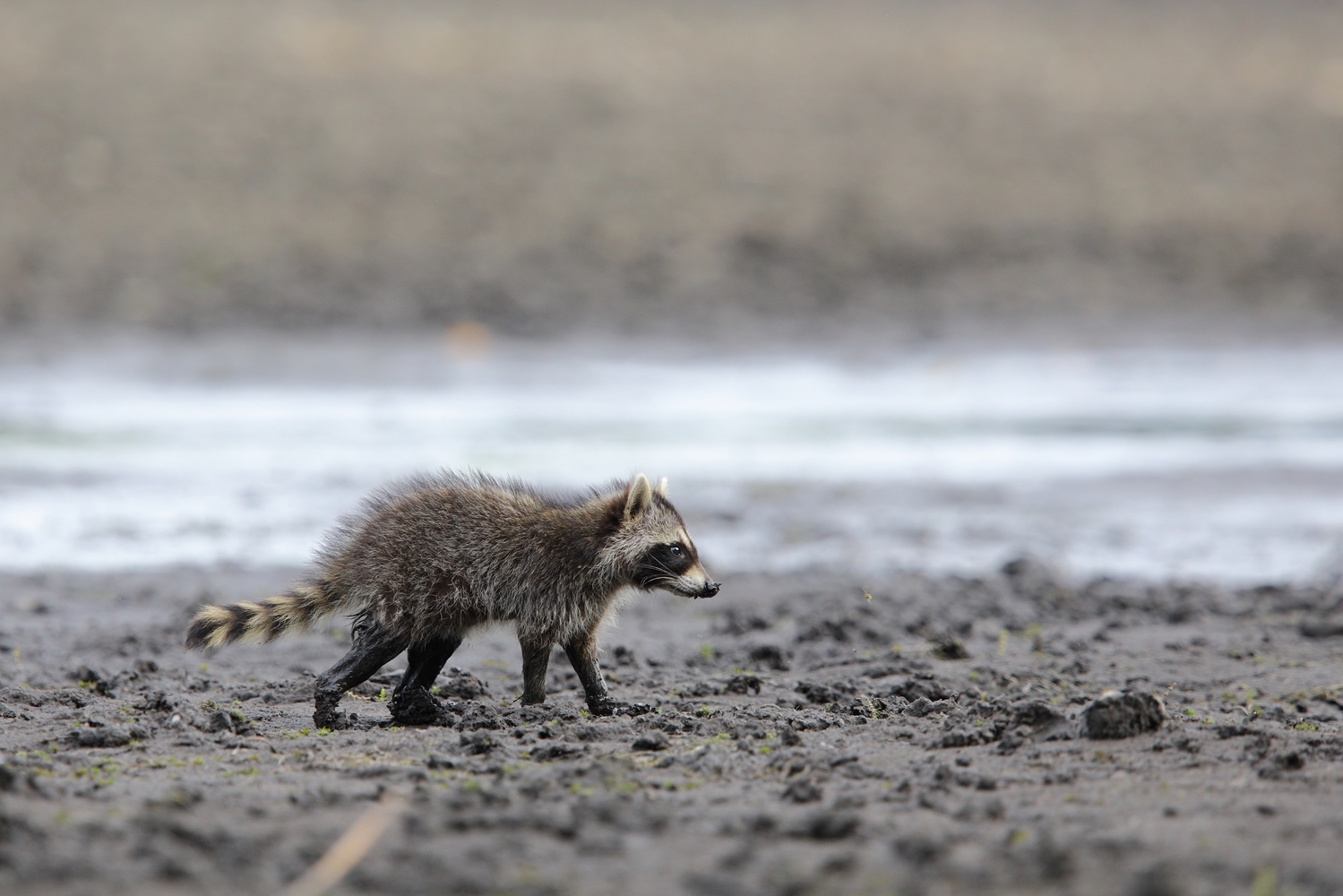 junger Waschbär