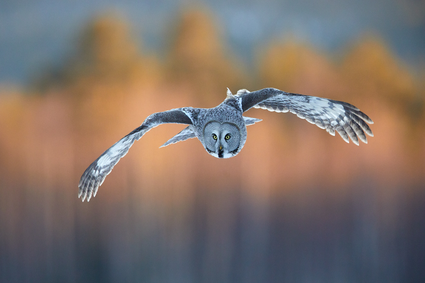 Bartkauz (Strix nebulosa)