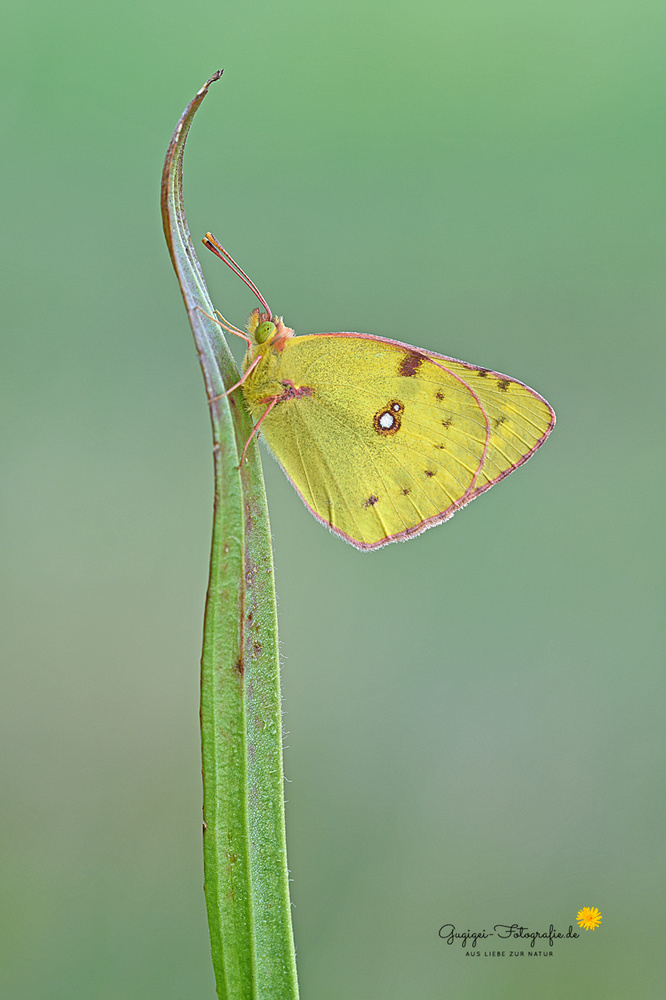 Goldene Acht (Colias hyale) oder Hufeisenkleegelbling (Colias alfacariensis)