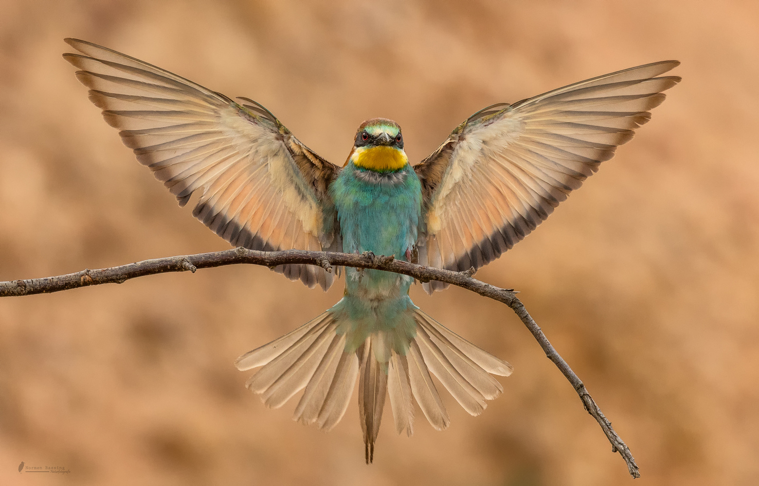 Bienenfresser 2019 Anflug