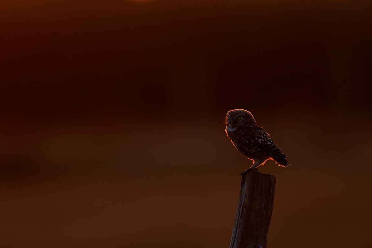 Im Sonnenuntergang