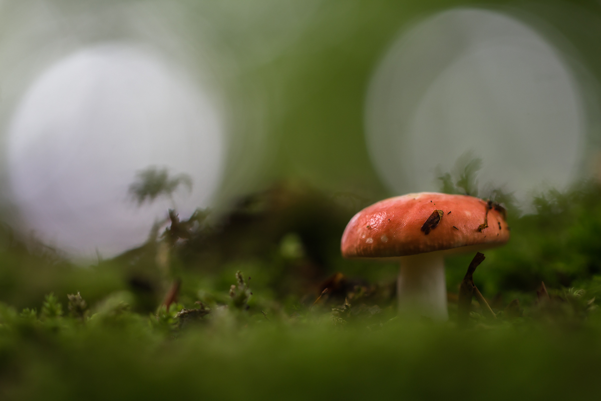 Steht ein Pilz auf der Waldbühne.....