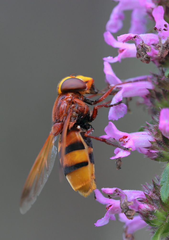 Hornissenschwebfliege
