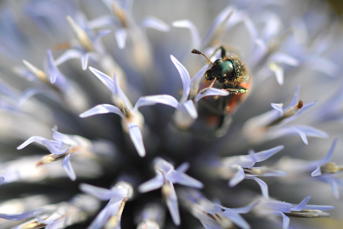 "Im Garten entdeckt"