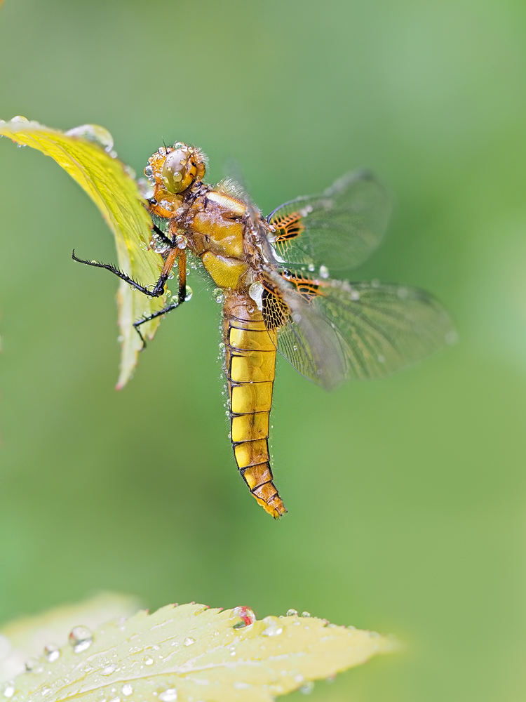 Diese weibliche Plattbauch Libelle