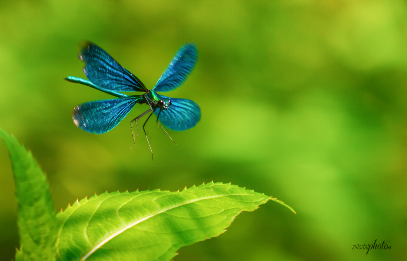 Blauflügelprachtlibelle