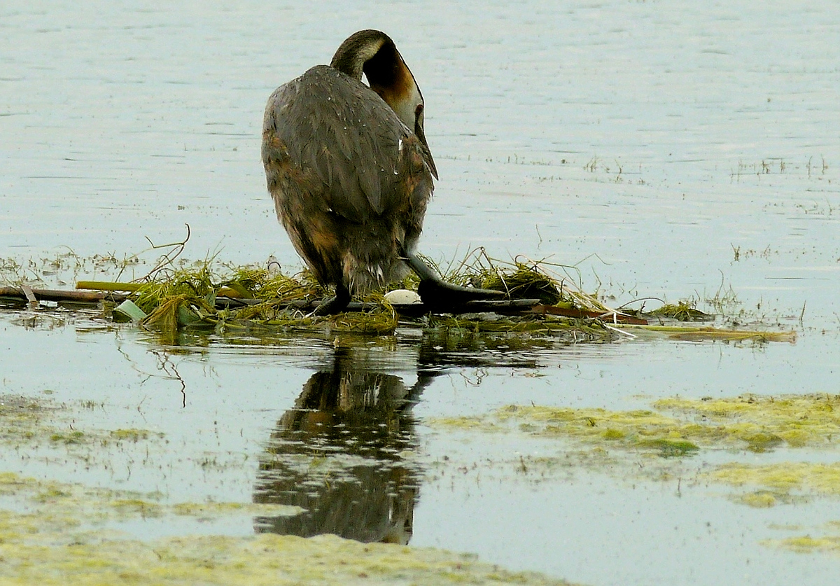 Nest mit Ei mitten auf dem See