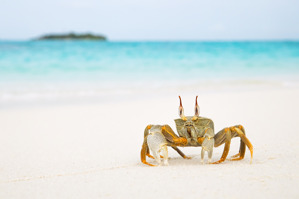 ~ Ghost crab ~