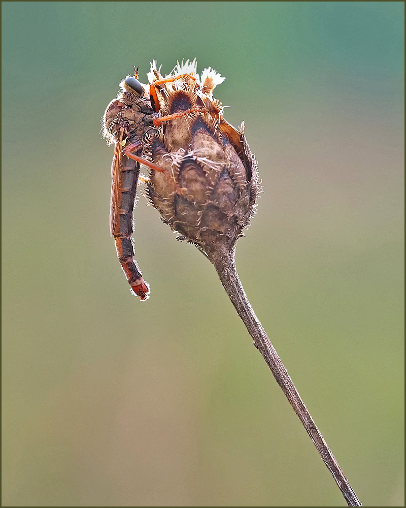 *Stenopogon sabaudus *