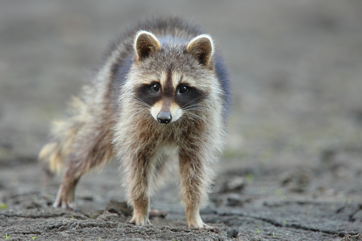 Waschbärportrait