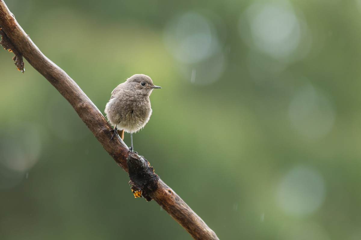 weibl. Gartenrotschwanz im Regen